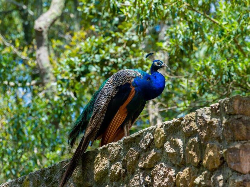 Bioparque Estrella cuenta con atracciones mecánicas, de exploración e interactivas. Foto: Facebook Bioparque Estrella