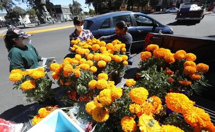 Flor de cempasúchil no debe ir a la basura, ya que tiene otros usos: especialistas