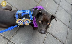 Reciben a “Patotas” con entusiasmo; perrita de tres patas fue adoptada por policías