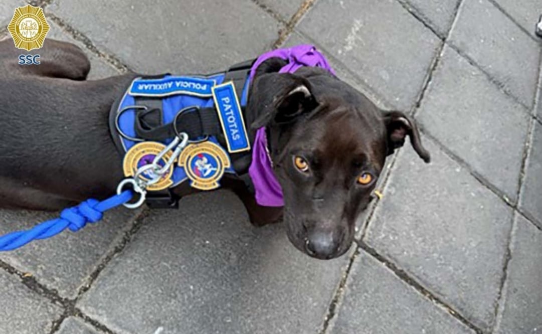 "Patotas" fue adoptada por la policía. Foto: especial