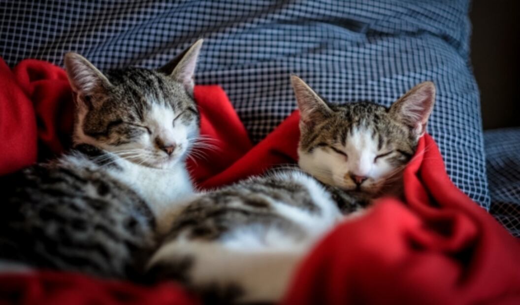 Dónde dejar a tu mascota, si sales de vacaciones