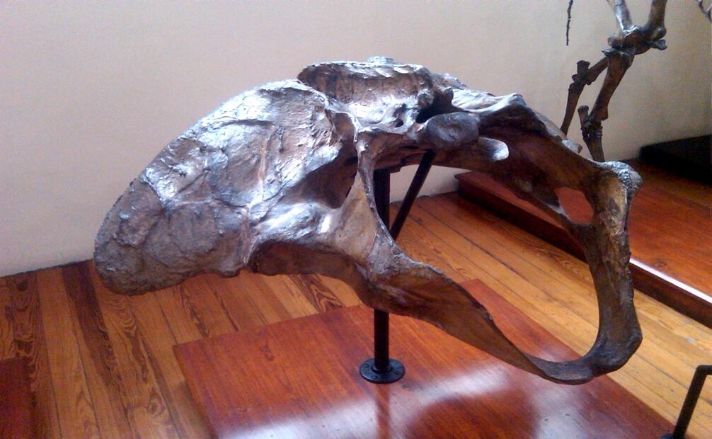 Foto de la pelvis del milodonte encontrada en la Colonia Estrella y exhibida en el Museo de Geología de la UNAM. Imagen: Sócrates Vera.