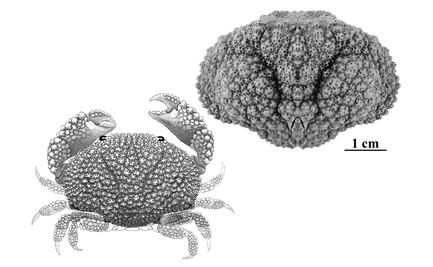Descubren restos fósiles en arrecife de hace 38 millones de años