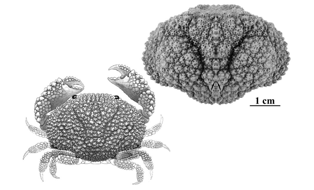 Fósil y reconstrucción de uno de los nuevos cangrejos, bautizado como Daira corallina. Foto: unizar.es/