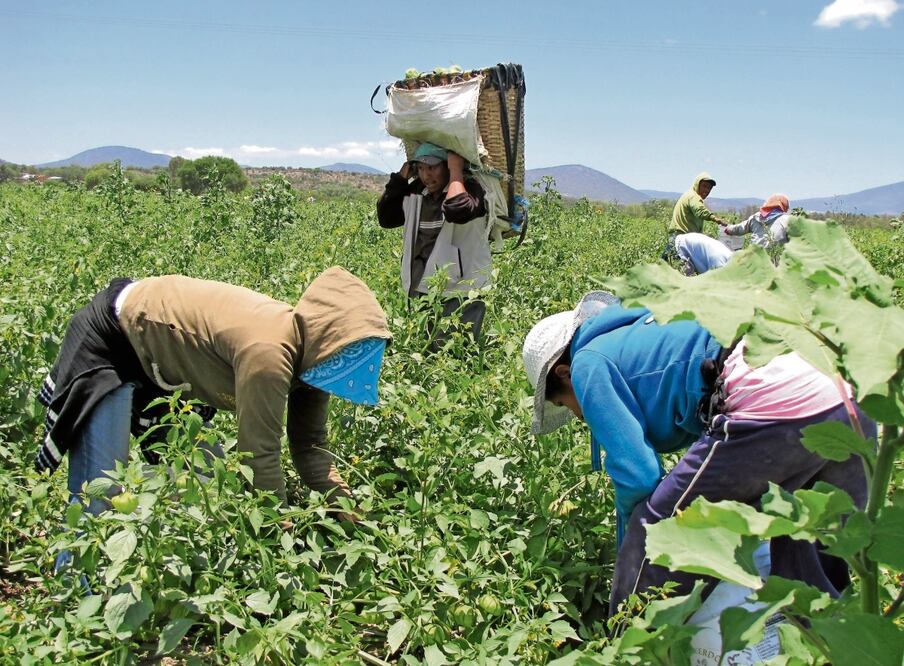 En las zonas agrícolas del país, los jornaleros están expuestos a extorsiones, explotación laboral, trata de personas e incluso secuestros y asesinatos por parte del crimen organizado. Foto: Archivo / EL UNIVERSAL