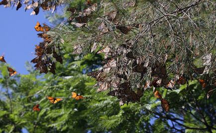 Mariposas Monarca resisten el huracán "Patricia"