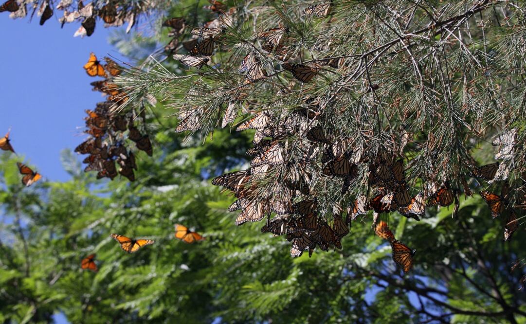 Foto: Archivo/ EL UNIVERSAL          