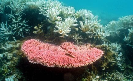 Científicos critica a Australia por descuidar Gran Barrera de Coral