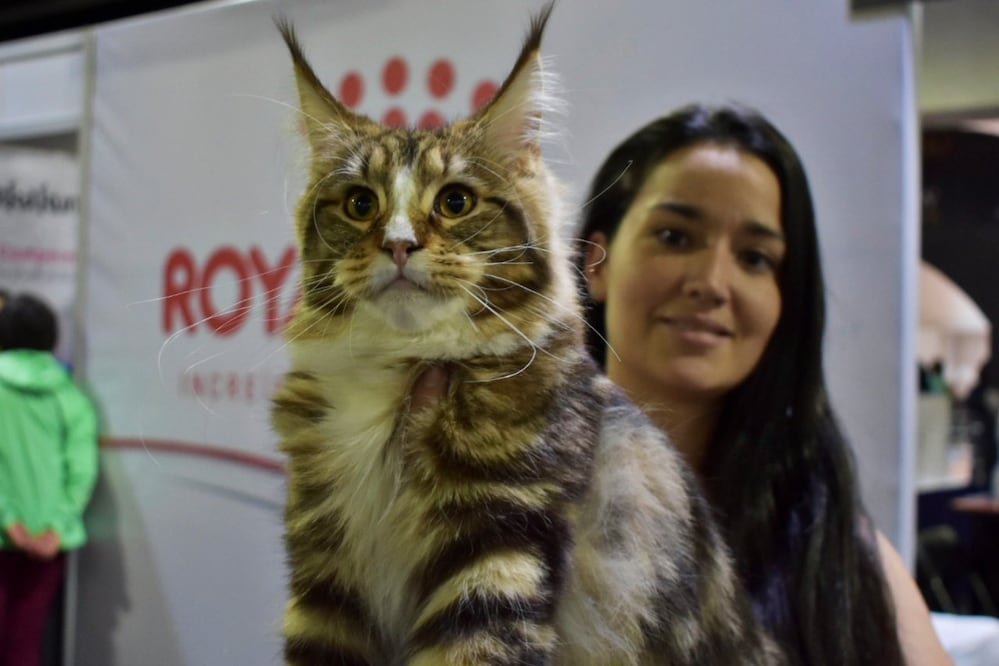 En la nueva edición de la Expo Show Internacional de gatos podrás adoptar un michi. Foto: Tica México