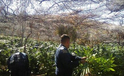Hallan el plantío de droga más grande de Ensenada