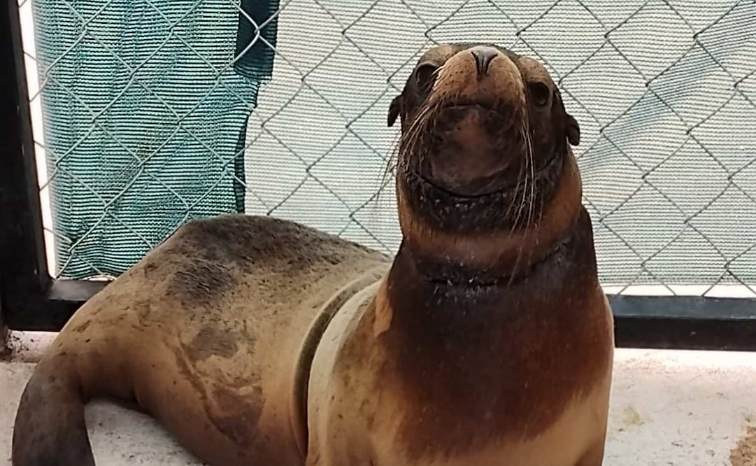 Loba marina rescatado en Sonora. Foto: Especial