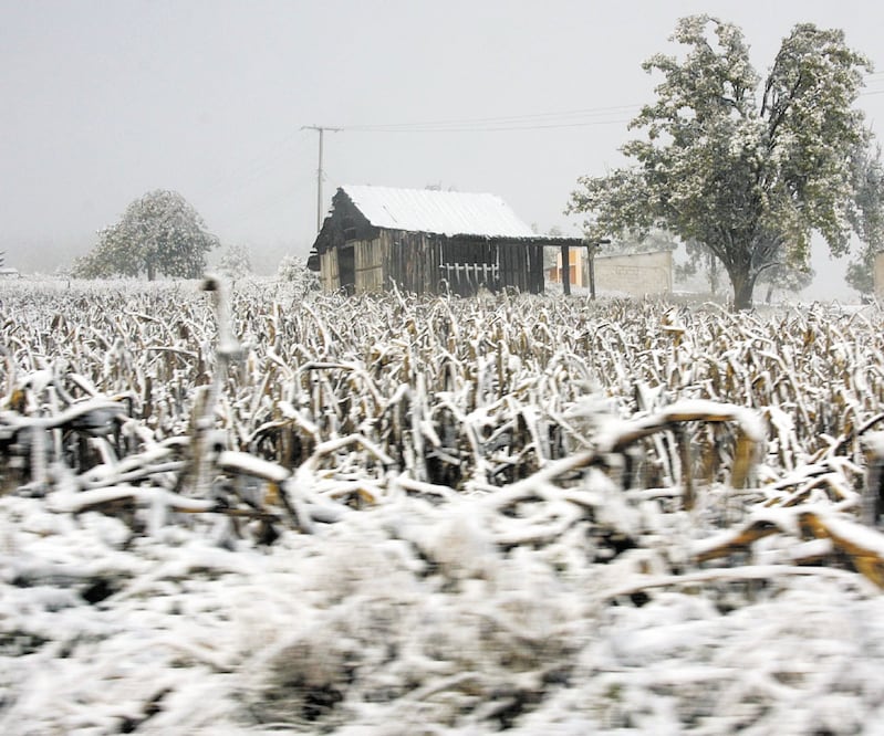 En 2020, se redujo 91% la contratación de pólizas para el agro, sólo 68.7 mdp, indica la SHCP. ARCHIVO EL UNIVERSAL