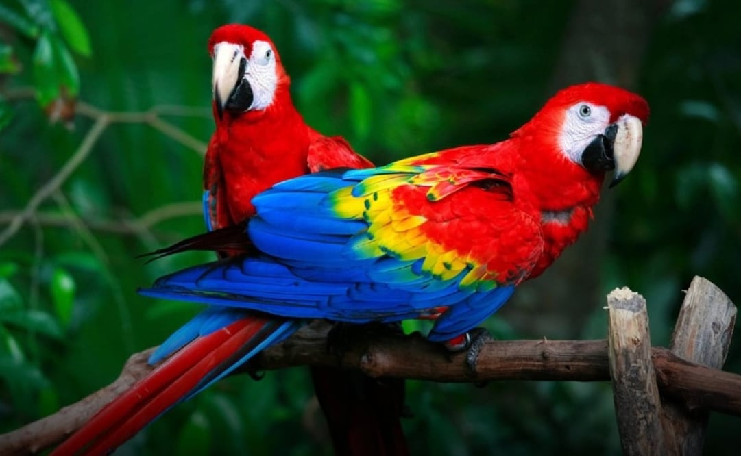 El ave más representativa del lugar es el Quetzal, aunque también puedes encontrar flamingos y jaguares. Foto: Nido Aviario