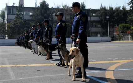 Se jubilan 28 perros de la PF; serán adoptados por familias