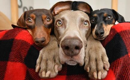 La ciencia confirmó que humanos y perros comparten genes