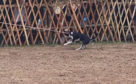 Maltrato animal en Feria de Yucatán; vaquero laza y arrastra a un perro en corrida de toros