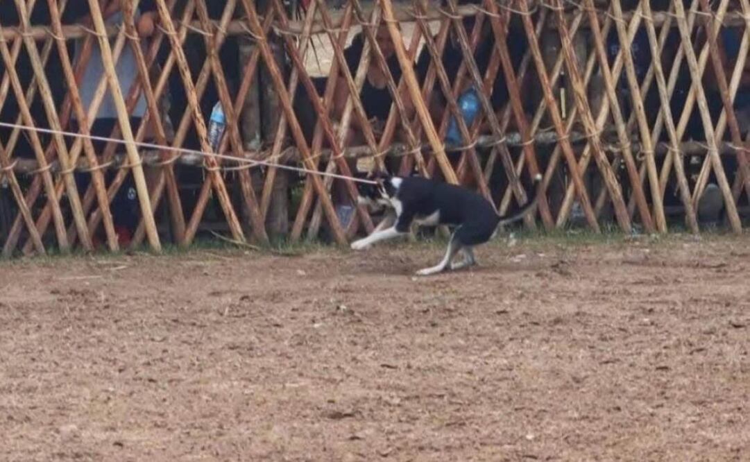 Se registró un nuevo caso de maltrato animal en Yucatán; ahora, en la Feria de Tizimín (02/02/2025). Foto: Especial