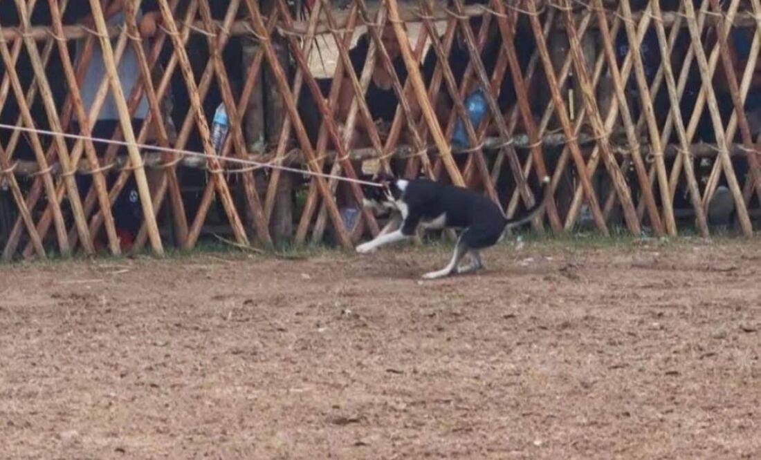Se registró un nuevo caso de maltrato animal en Yucatán; ahora, en la Feria de Tizimín (02/02/2025). Foto: Especial