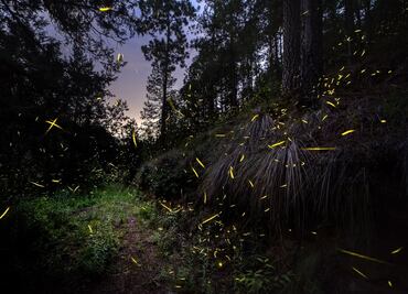 Fechas y costos para la temporada de luciérnagas 2022 en Nanacamilpa, Tlaxcala