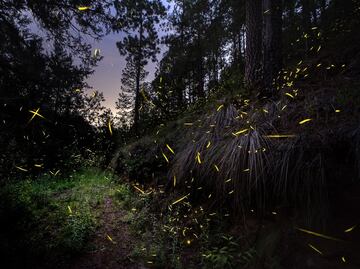 Fechas y costos para la temporada de luciérnagas 2022 en Nanacamilpa, Tlaxcala