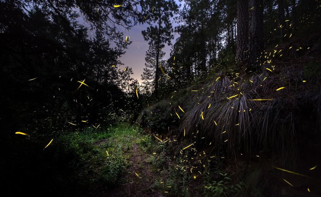 La temporada de luciérnagas en 2022 será del 17 de junio al 14 de agosto. Foto: Canto del Bosque