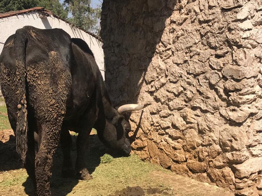 “Pepe” el toro fue captado por el lente de EL UNIVERSAL pastando en el sitio con algunos huesos pronunciados en su lomo (Rebeca Jiménez. EL UNIVERSAL)