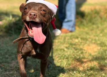 Líbrate de las infracciones de tránsito y cívicas, al pasear a un lomito rescatado de la CDMX; corre a agendar tu cita