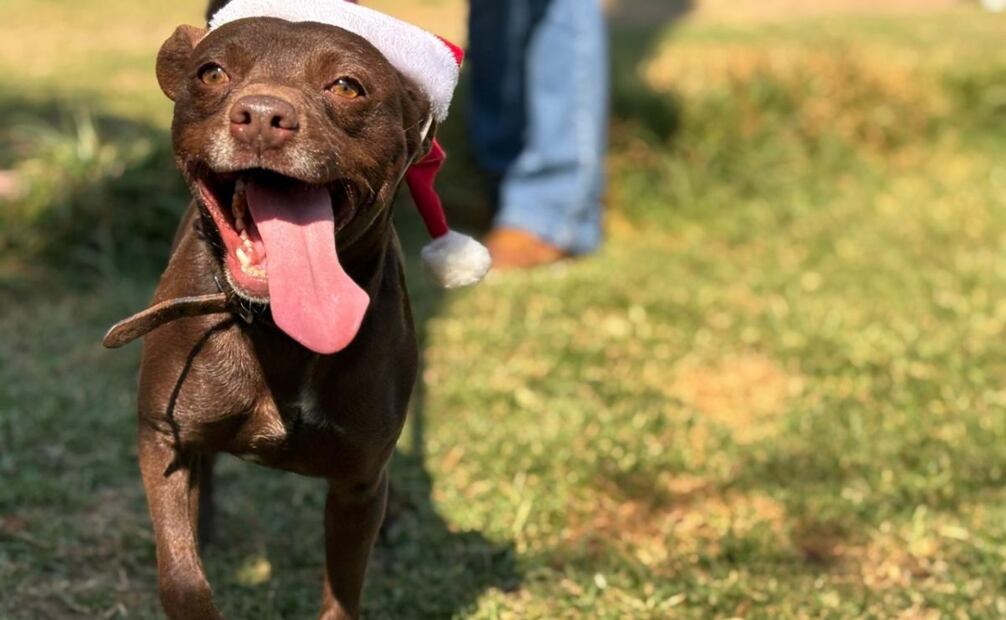 Perritos del Centro de Transferencia Canina del Metro buscan ser adoptados (18/12/2024). Foto: Especial