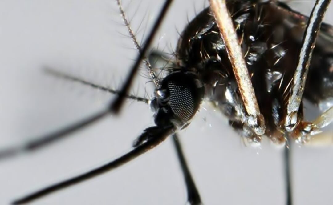 The mosquito is the vector for the disease. (Photo: File/EFE)