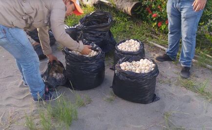Rescatan cuatro mil 778 huevos de tortuga en Chiapas