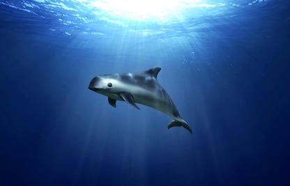 WWF pide eliminar redes de enmalle para salvar a vaquita marina