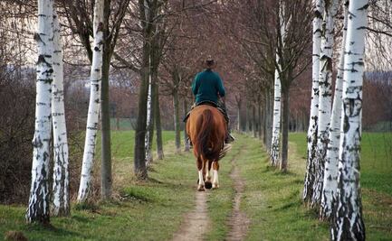 Viral | Internet alemán contra caballo, la carrera que demuestra lo lento de la red rural germana 