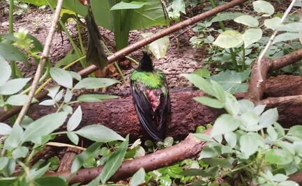 Tlacuache ataca a quetzal en peligro de extinción en zoológico de Tuxtla; denuncian negligencia