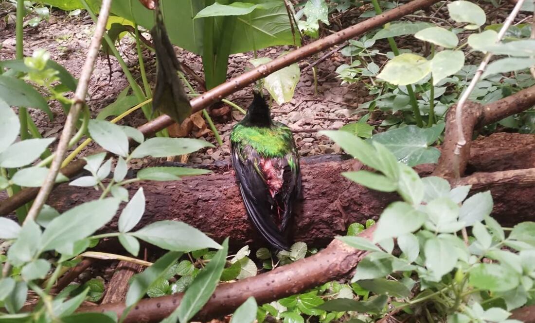 Tlacuache ataca a quetzal en peligro de extinción en zoológico de Tuxtla; denuncian negligencia. Foto: Cortesía