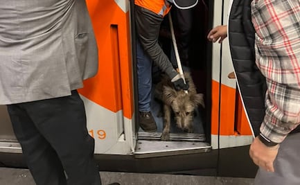 Rescatan a perrito que deambulaba por las vías del Metro