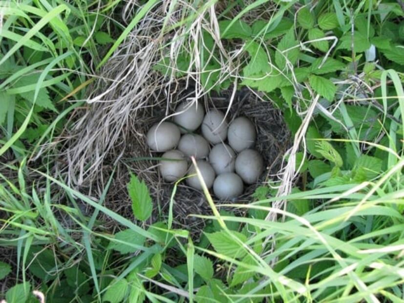 ¿Qué nutrientes tiene cada tipo de huevo?