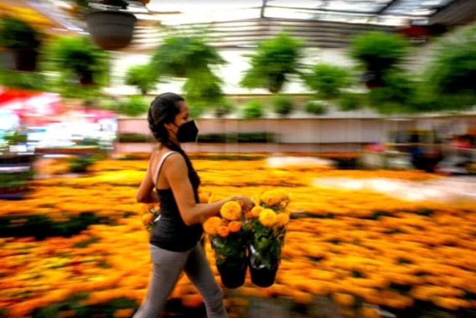 En México las flores de cempasúchil son un elemento básico en las tradiciones del Día de Muertos. . / Foto: archivo. 