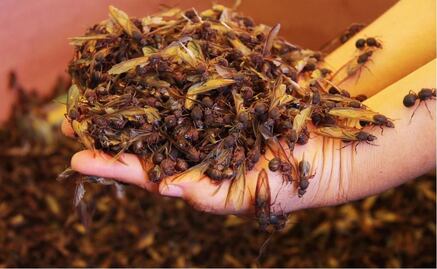 Chicatanas: A delicacy of the Oaxacan gastronomy