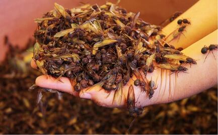 Chicatanas: A delicacy of the Oaxacan gastronomy