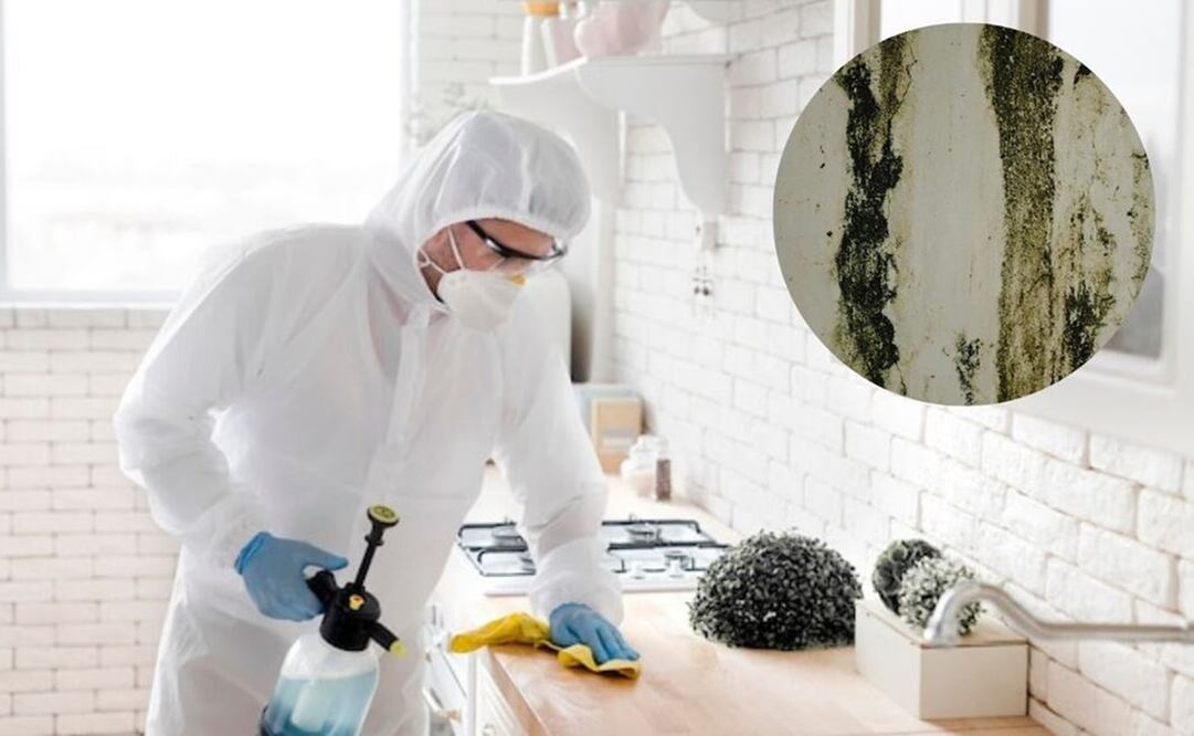 El moho es un tipo de hongo que puede crecer en superficies con humedad excesiva y falta de ventilación. Fuente: Freepik.