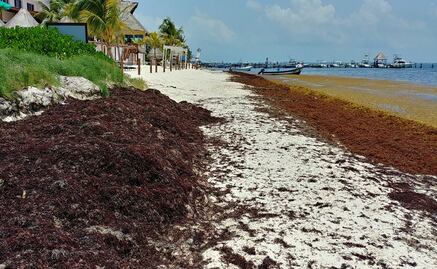 Combatirán sargazo en playas de Quintana Roo con vallas dentro del mar  