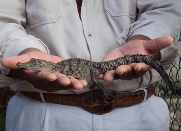 Crocodile skin to preserve their habitat