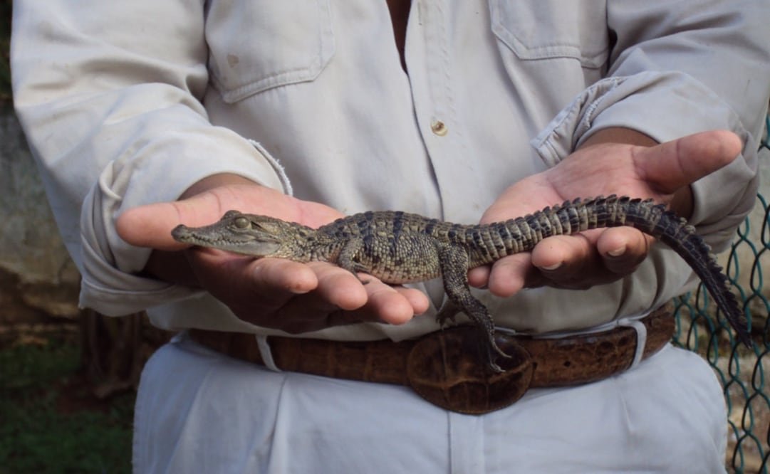 Baby Morelet's crocodile - Photo: Roberto Barboza/EL UNIVERSAL