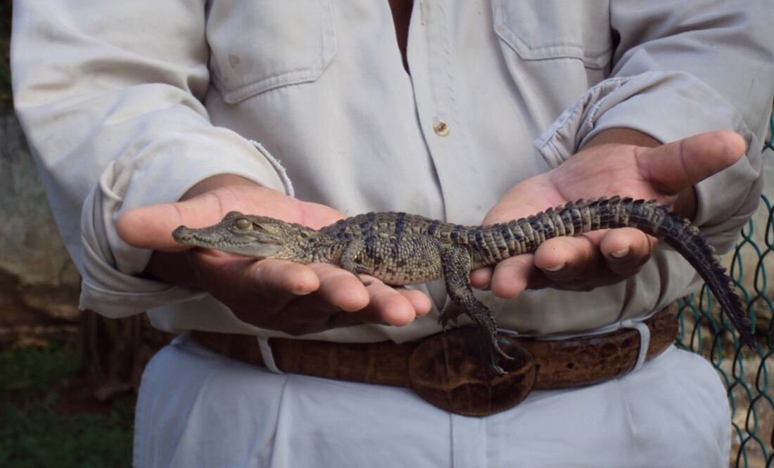 Baby Morelet's crocodile - Photo: Roberto Barboza/EL UNIVERSAL