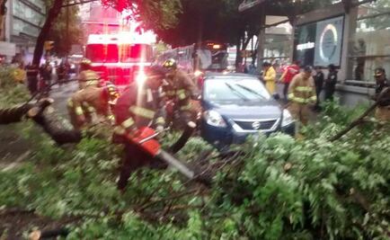Lluvia y viento derribaron 66 árboles y 5 espectaculares
