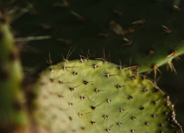 Qué es la alquitira y para qué sirve