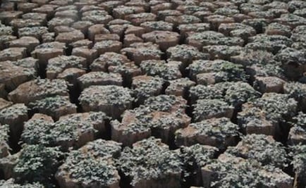 Sequía amenaza con hambre a 14 millones de personas en África