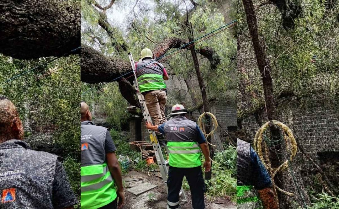 Un árbol de aproximadamente 25 metros de longitud y un metro de diámetro cayó al interior de un domicilio particular en Coyoacán. | Foto: Especial.