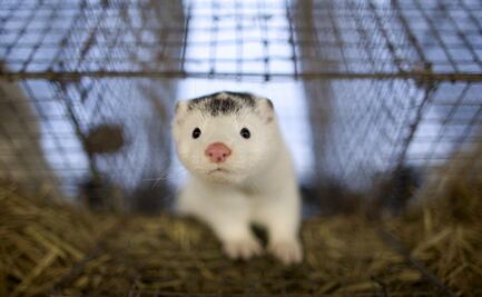 Además de Covid-19, estas son las epidemias animales que actualmente azotan a Europa 