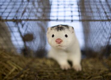 Además de Covid-19, estas son las epidemias animales que actualmente azotan a Europa